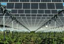 Vinodlingar använder solpaneler för att skydda och stärka druvorna